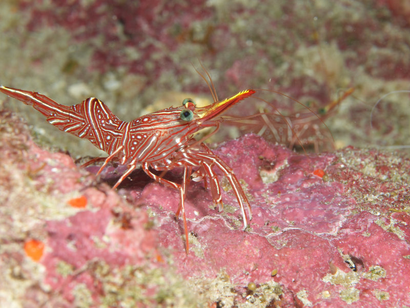 Boxer Shrimp